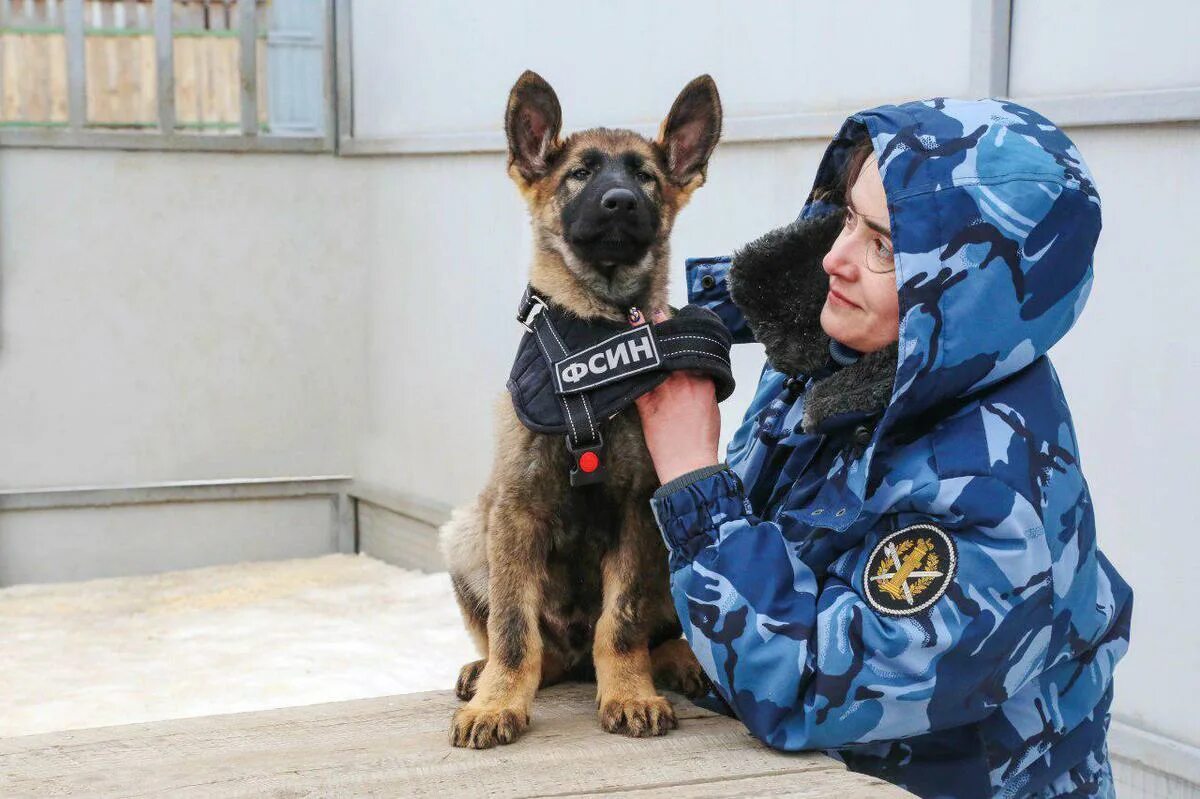 Кинолог высшее. Служебные собаки ФСИН. Немецкая овчарка ФСИН. Кинологи ФСИН. Собаки кинологической службы.