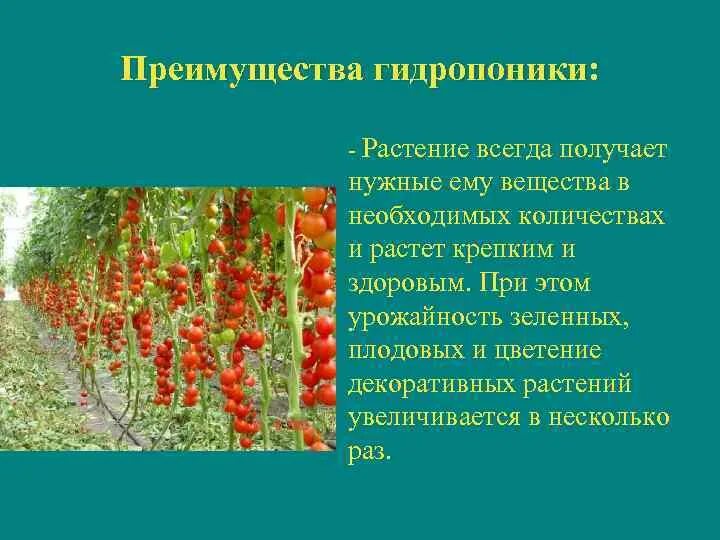 Актуальность гидропоники. Гидропоника. Гидропоника презентация. Преимущества и недостатки гидропоники. Гидропоника метод выращивания.