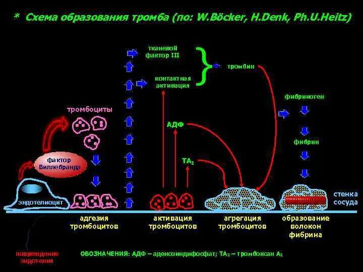 Схема образования тромба. Поэтапное образование тромба. Образование тромбина схема. Образование тромба попадание факторов