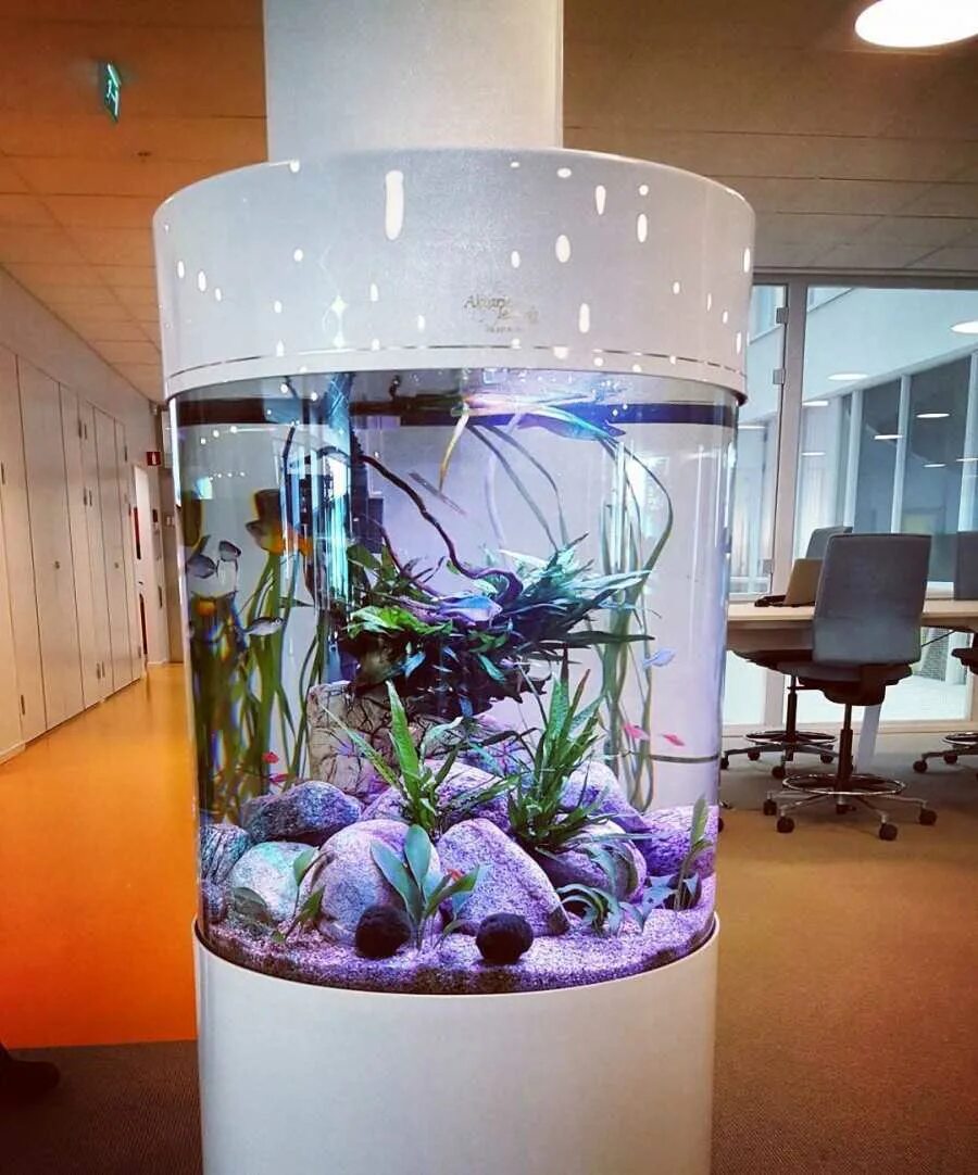 Аквариум aquarium. Круглый аквариум. Дизайнерский аквариум. Стильный аквариум. Рыбки для аквариума.