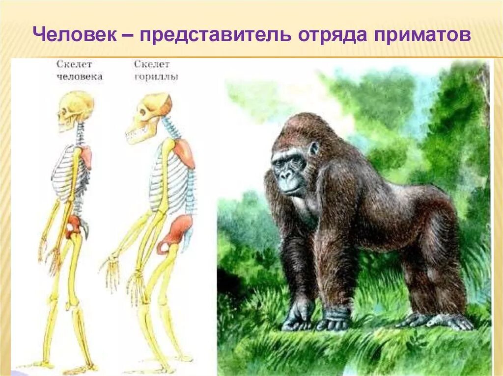 Человекообразные обезьяны представители. Скелет человека и человекообразных обезьян. Сходство человека с млекопитающими. Человек и человекообразные обезьяны. Шимпанзе отличается от человека