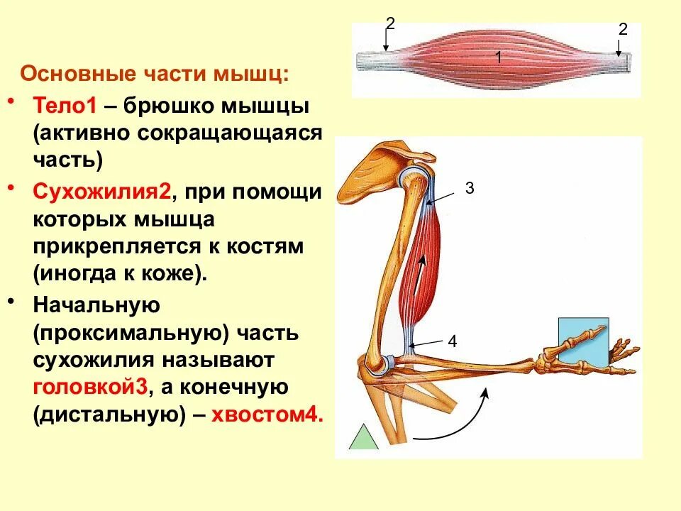 Прикреплены к костям