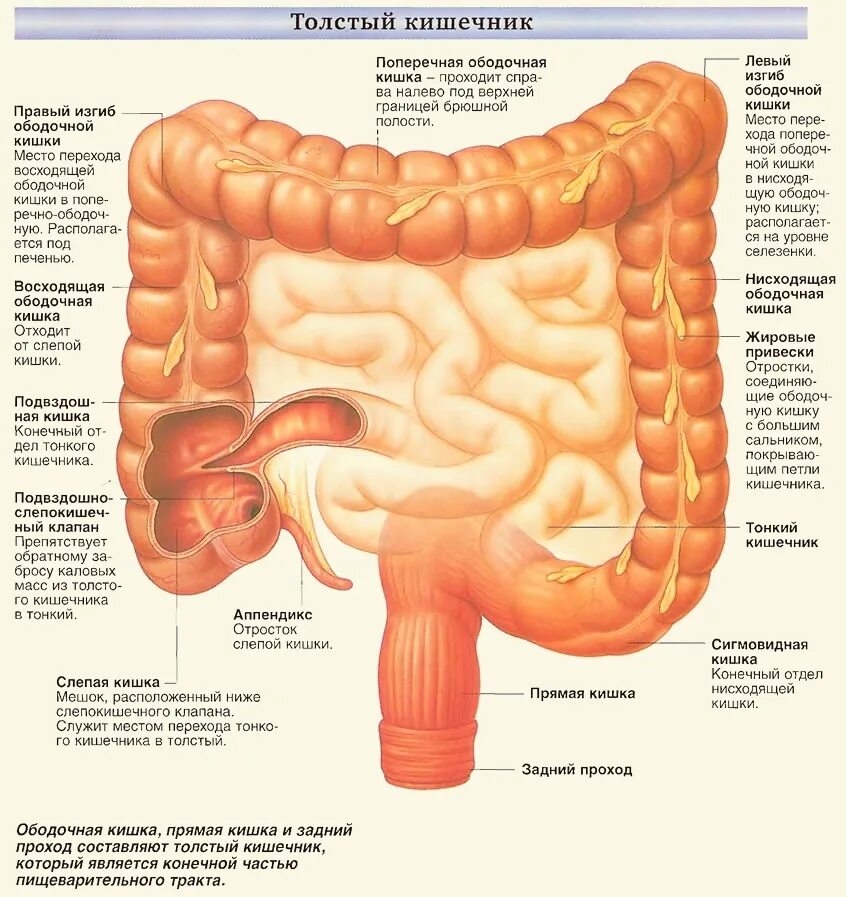 Тонкий и толстый кишечник анатомия. Анатомические структуры Толстого кишечника:. Толстый кишечник строение анатомия. Тонкий и толстый кишечник анатомия строение.
