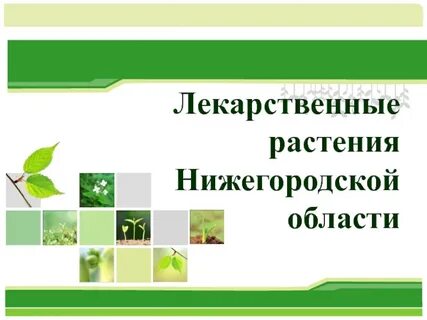 Нижегородские растения