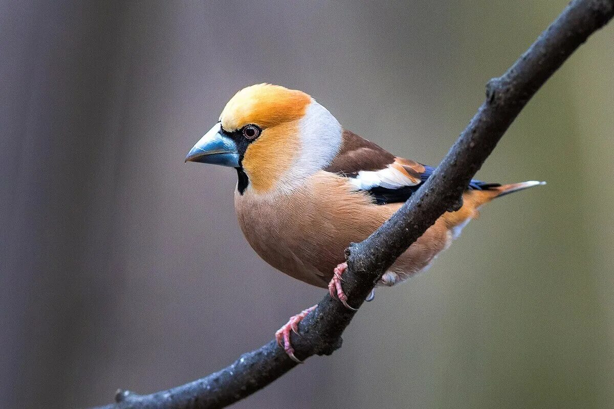 Дубонос coccothraustes coccothraustes. Птицы средней полосы Дубонос. Желтый Дубонос. Дубонос гнездо. Birds in russia