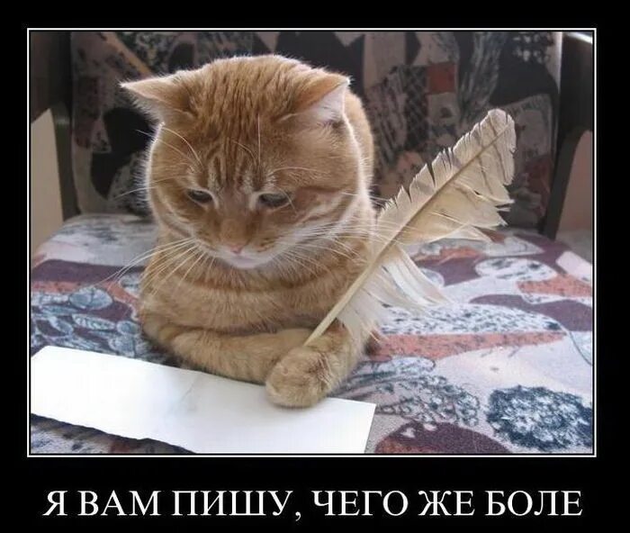 Что ты как этот кот. Коты демотиваторы. прикольные коты. кот с письмом. кот пишет письмо.