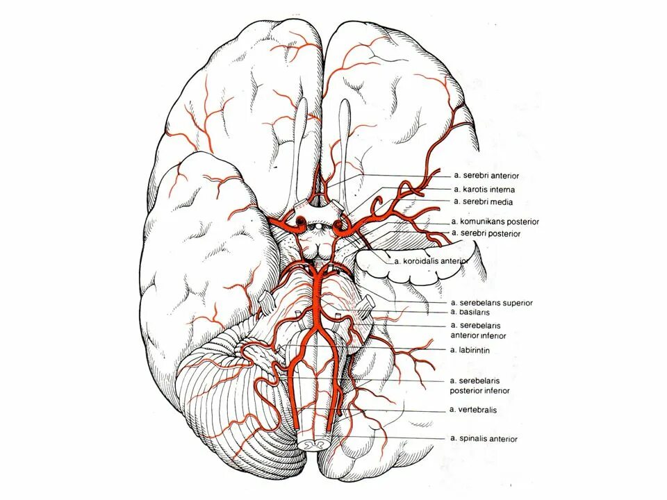 Артерии основания мозга. Артерии мозга Виллизиев круг. Ветви средней мозговой артерии схема. Ветви средней мозговой артерии анатомия. Кровоснабжение головного мозга Виллизиев круг.