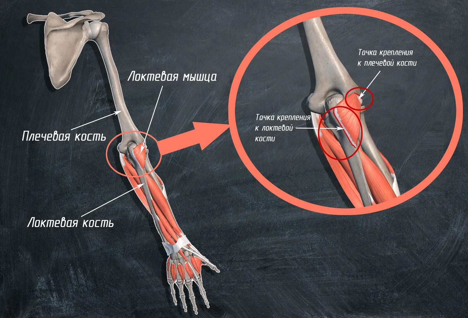 Локтевой сустав мышцы и сухожилия. Анатомия сухожилия двуглавой мышцы. Крепление мышц. Крепление мышц руки. Места крепления мышц к костям.