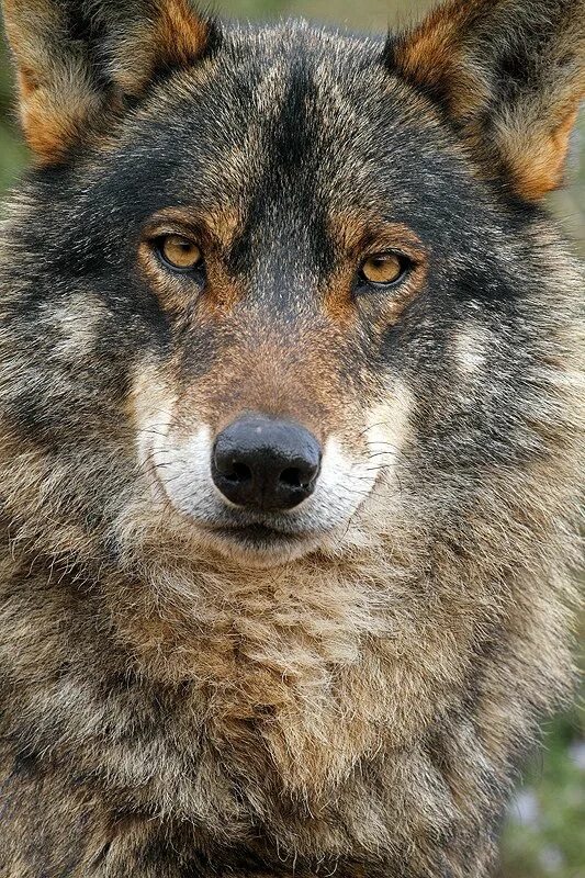 Бирюк зверь лютый. Волк Канис Люпус глаза. Чистокровный волк. Бирюк волк. Бирюк животное.