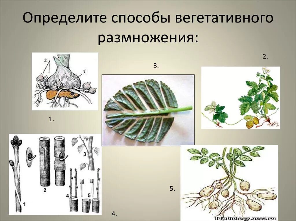 Вегетативные организмы примеры. Метод вегетативного размножения растений. Способы вегетаттвного раз. Способы вегетативного размещения. Растения размножаются вегетативно.