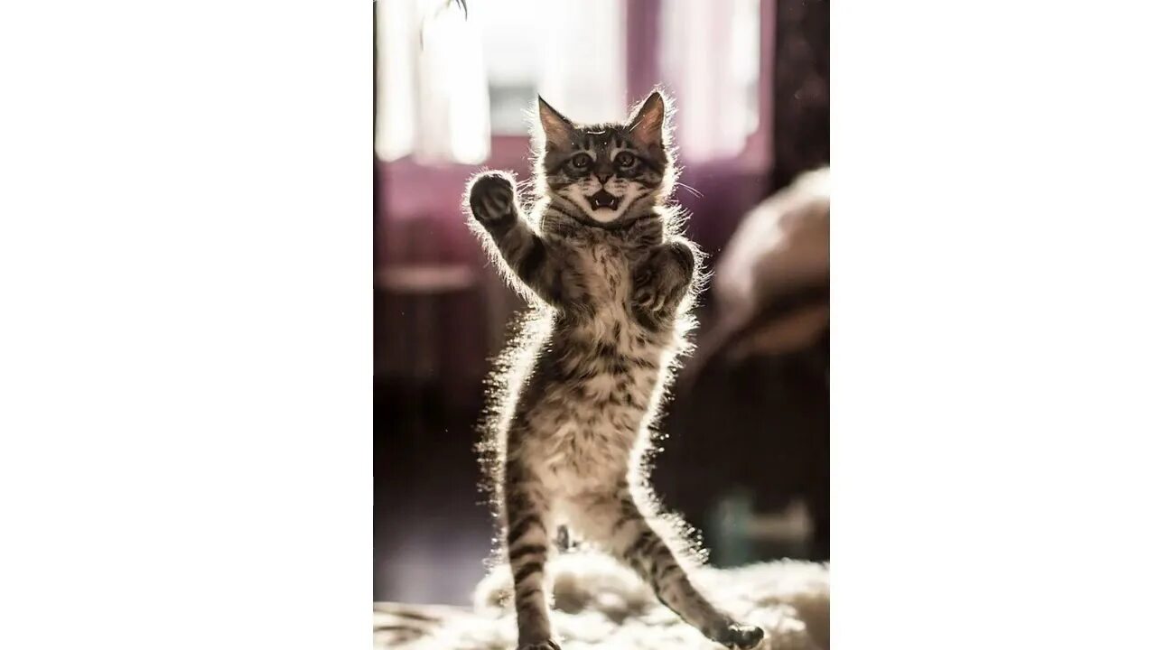 Кот в прыжке. Рыжий кот. Кот висит. Прикольный кот. Meowing.