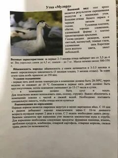 Сколько дней растет утка