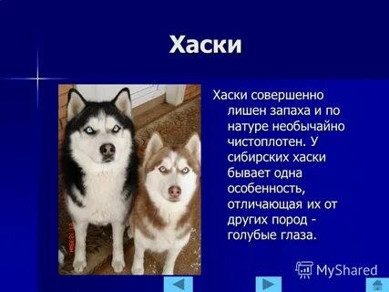 Хаски описание