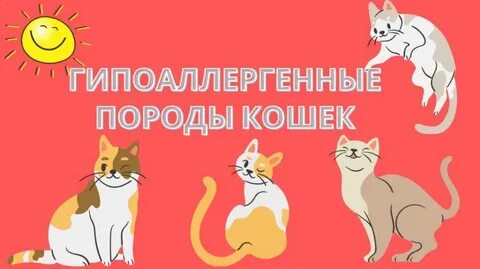 Кошки не вызывающие аллергию