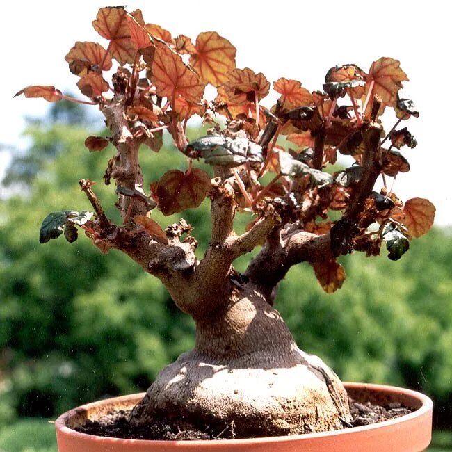 Бегония дрега. Бегония дрега каудексная. бегония дрега (begonia dregei). бегония партита каудексная. каудексная бегония семена.
