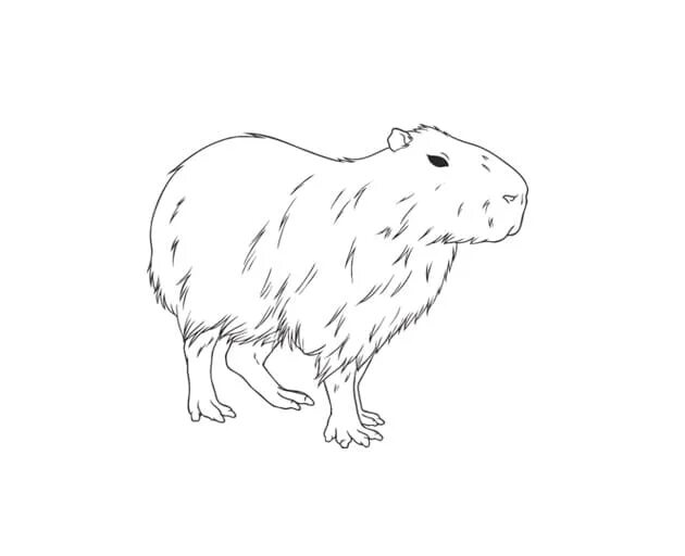 Capybara hand drawn isolated on white background Vector Image