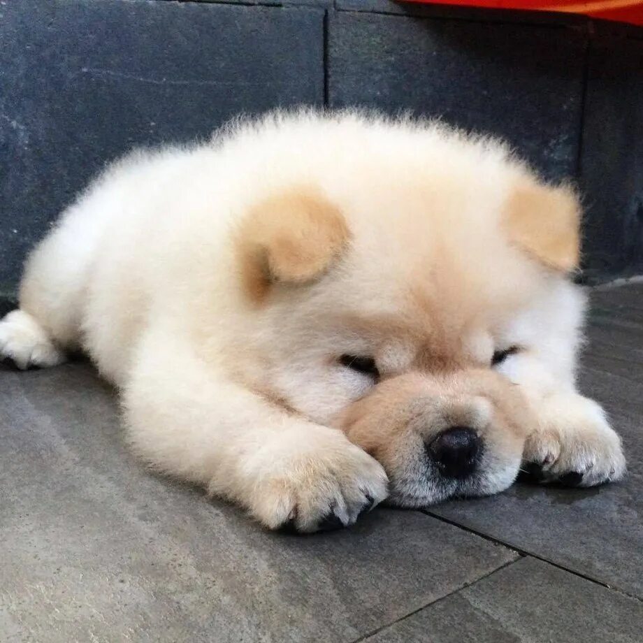 Чау-чау. Щеночек чау чау. Чао чао. Щенки чау-чау. Чау чау маленькие.