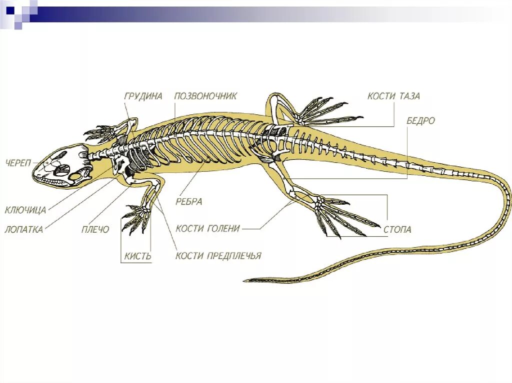 Конечности пресмыкающих. Строение скелета Тритона. Внутреннее строение ящерицы скелет. Строение скелета пресмыкающихся. Скелет пресмыкающихся грудная клетка.