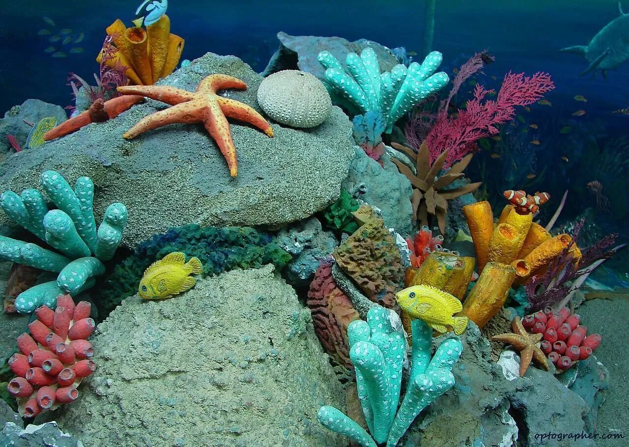 Морские обитатели. Подводный мир кораллы. Обитатели морей и океанов. Морское дно с кораллами. Жизнь морского океана
