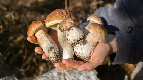 Collecting mushrooms