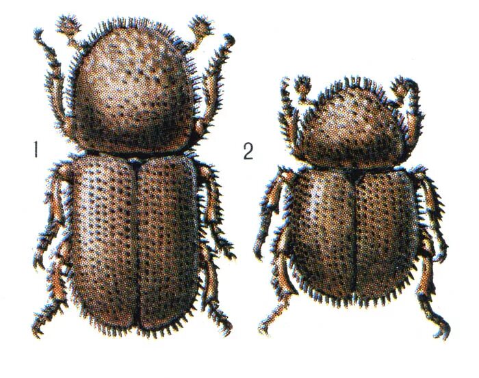 штукатурка декоративная литокс короед фракция 2. жук типограф строение. мюнхенская штукатурка. короед жук древоточец. финнколор минерал декор структурная декоративная штукатурка короед.