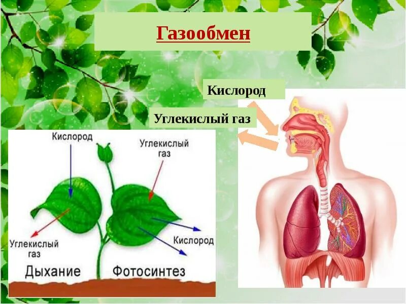 Углекислый газ можно дышать. Газообмен растений и животных. Органы газообмена у растений. Дыхание растений и животных. Органы дыхания растений и животных.