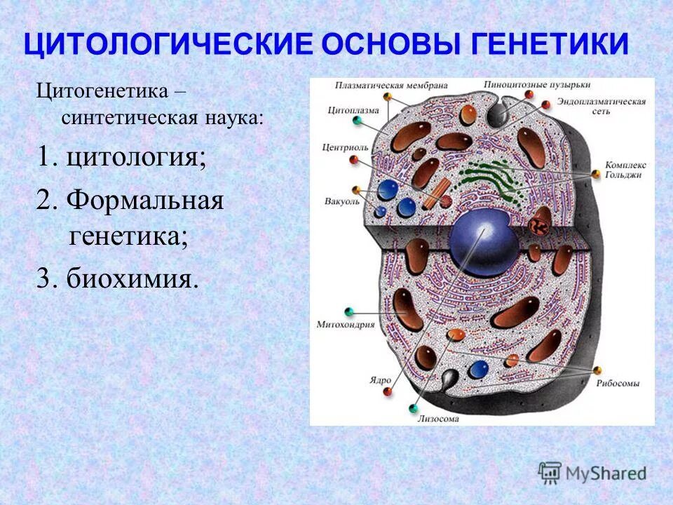 Центры цитологии. Основы цитологии. цитологические основы генетики. биология. основы цитологии. основы цитологии клетка.