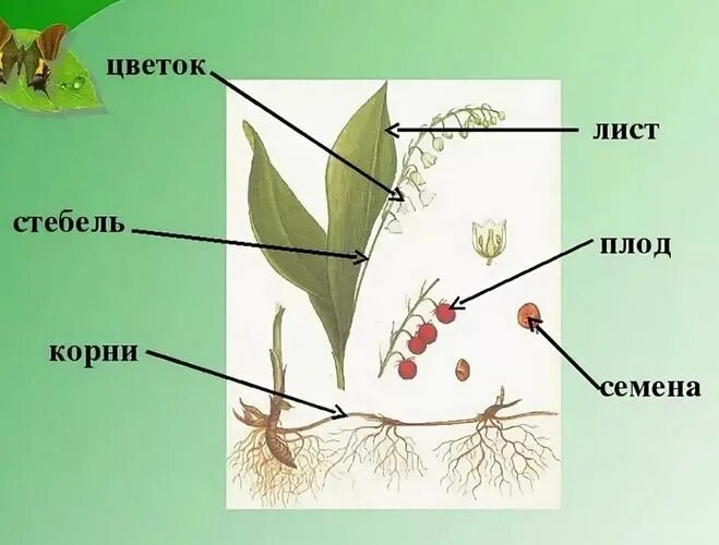 Строение цветка ландыша майского. Строение листа ландыша. Цветок плод семя органы служащие для