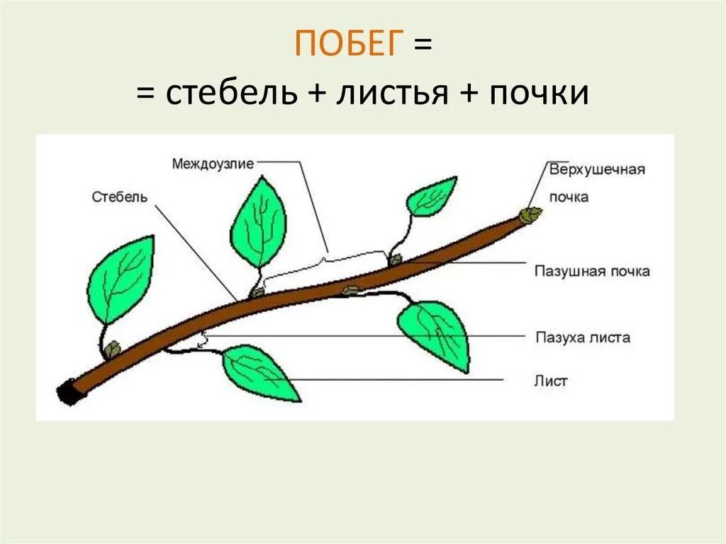 Назовите части побегов. Нарисуйте схему строения побега. Строение побега цветкового растения рисунок. Строение побега цветкового растения схема. Побег и почки, строение стебля и листа..