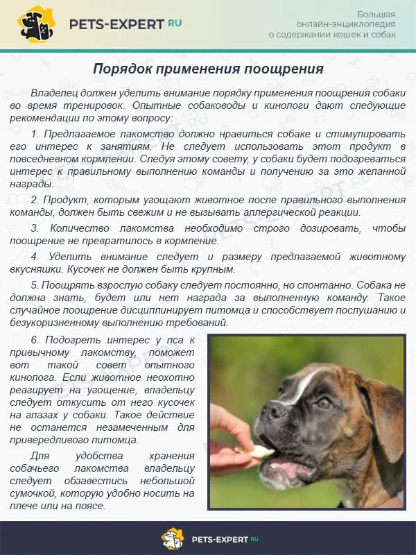 Щенку 3 месяца как дрессировать