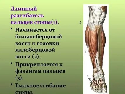 Разгибатель пальцев стопы