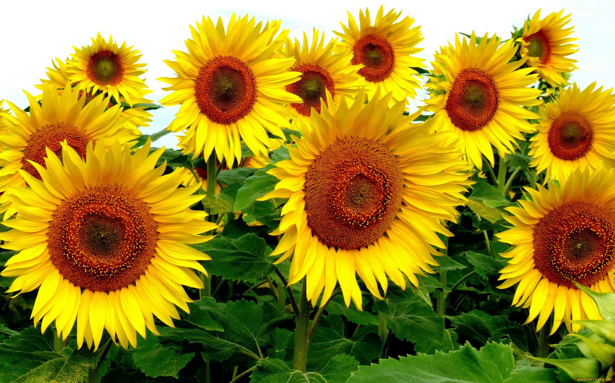 Цветущий подсолнух. Подсолнечник (helianthus). нсх 6341 гибрид подсолнечника. подсолнечник однолетний бамбино. сингента подсолнух.