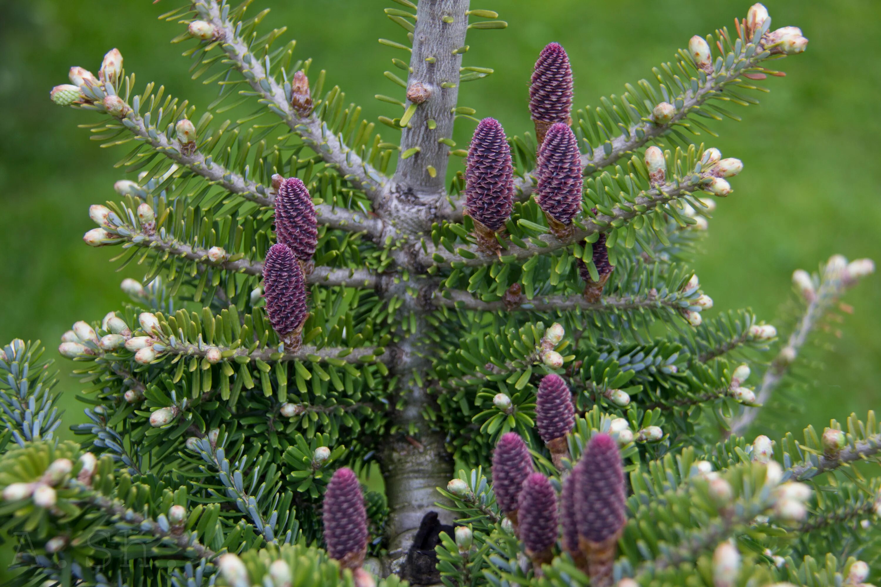 Розовая пихта. Пихта абиес кореана. пихта корейская (abies koreana p9). пихта цельнолистная хвоя.