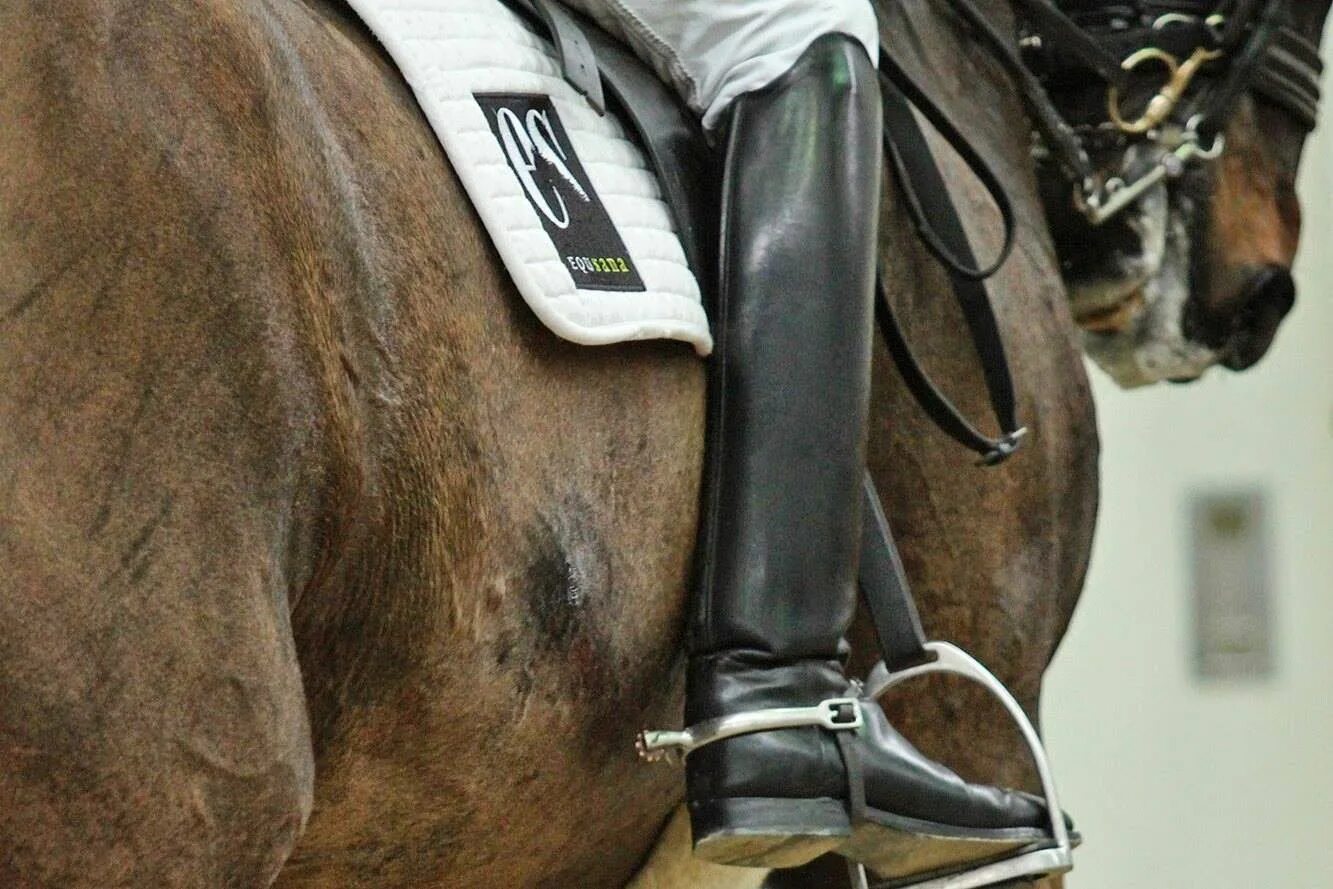 Круп кобылы. Шпора для лошади. Запальный желоб у лошади. Запальный желоб у лошади. Лошадь оголовье морда.