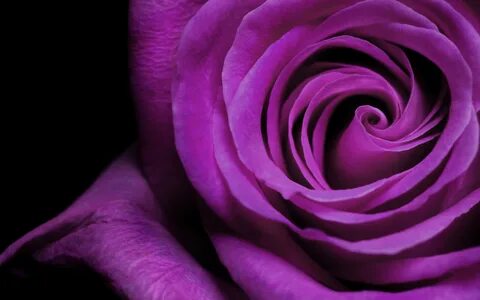 Purple Roses Background (45+ images) 