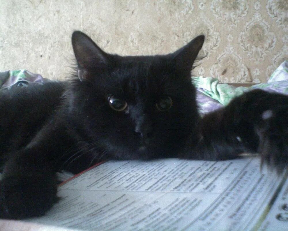 потерялся черный кот. потерялся черный кот. какие достоинства есть у кошек. кот чёрный сёма. пропал кот черно белый объявление.