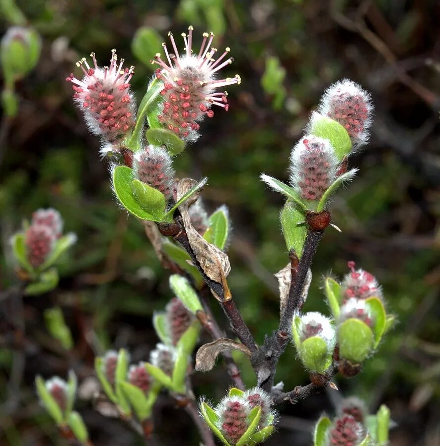 Salix myrsinites. Ива Арктическая. Ива миртолистная. Карликовая Ива. Карликовая ива фото