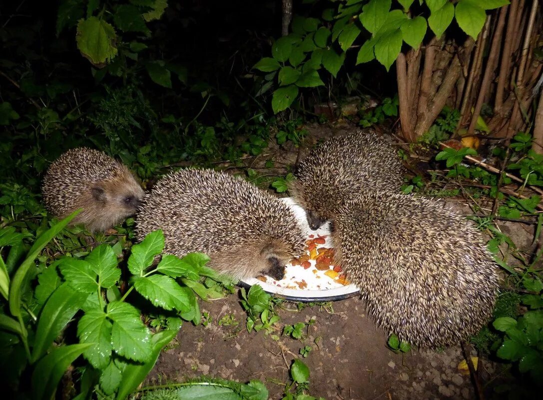 Скульптуры животных ёжик. Еж ежиха и ежонок. Гнездо ежика. Ёжики семья ежата. Ежиха с ежатами для детей.