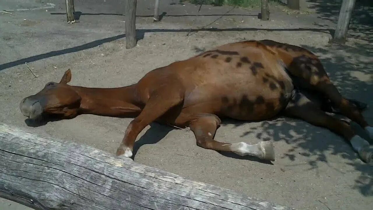 Лошадь брызги. Лошадь плавает. Лошади жарко. Вентилятор для конюшни. Лошади жарко.