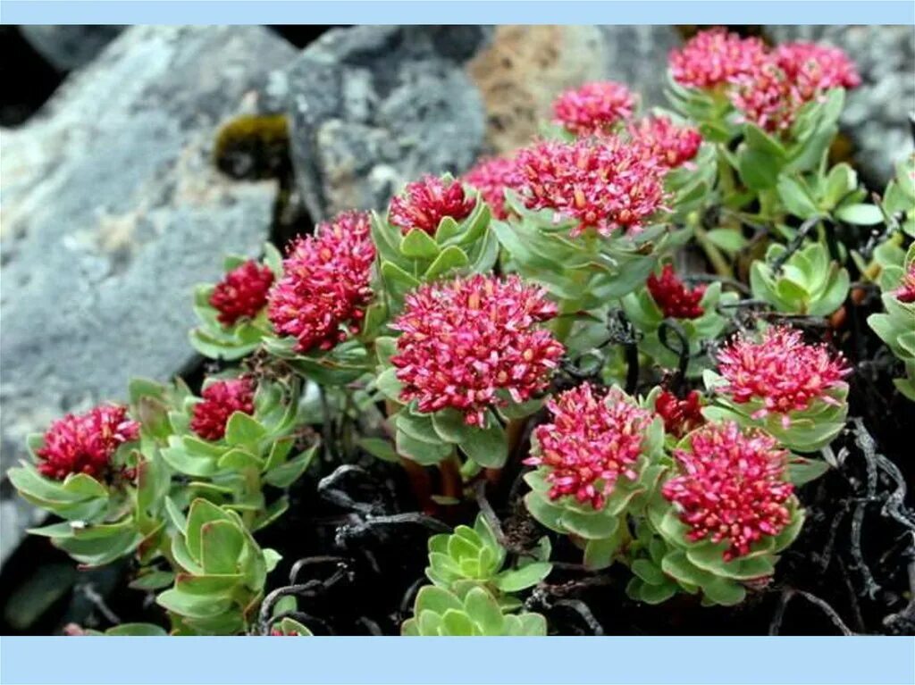 Родиола розовая Rhodiola rosea. Родиола розовая (Rhodíola rósea). Родиола розовая на Полярном Урале. Родиола Арктическая.