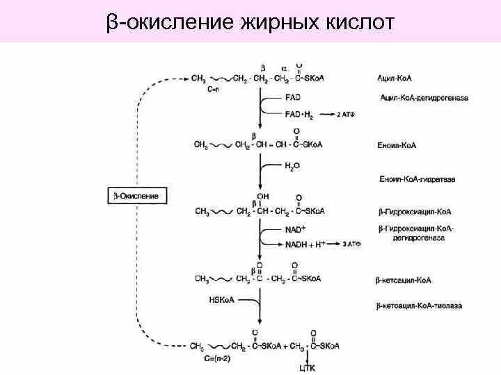 Схемы реакции β-окисления жирной кислоты. Схема бета-окисления насыщенных жирных кислот. Схема бета окисления жирных кислот. Биологическая роль бета окисления жирных кислот. Реакции бета окисления