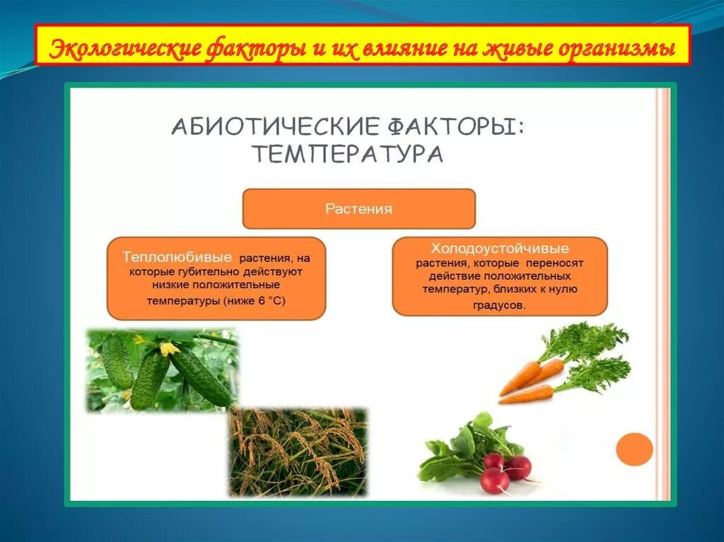 Примеры влияния экологических факторов на организмы. Влияние экологических факторов на живые организмы. Факторы их влияние на живых организмов. Экологические факторы влияющие на организм. Экологические факторы и их влияние на живые организмы.