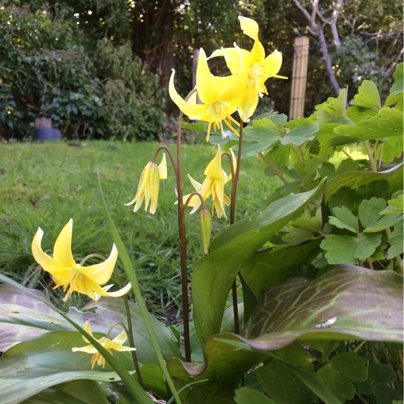 Эритрониум Кандык. Кандык (Erythronium). Кандык туолумнийский Erythronium tuolumnense. Кандык Erythronium Pagoda. Эритрониум