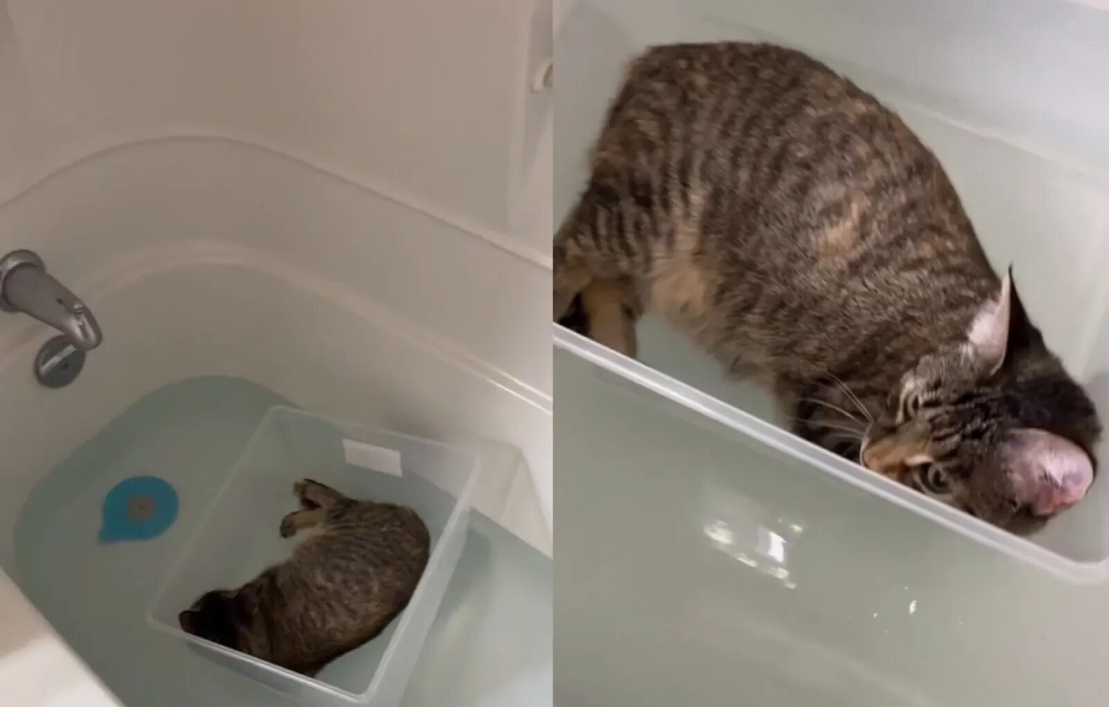 Кот в ванной. Ванни. Кто в ванне. Метод трех ванн. Видео кота в ванной