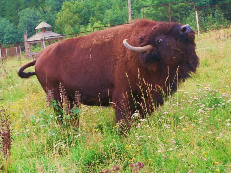 памятники в энгельсе бык солевоз. The бык ресторан душинская. бык крылатское. зе бык ресторан москва. The бык ресторан москва страстной бульвар.