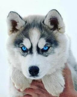 Собака с синими глазами