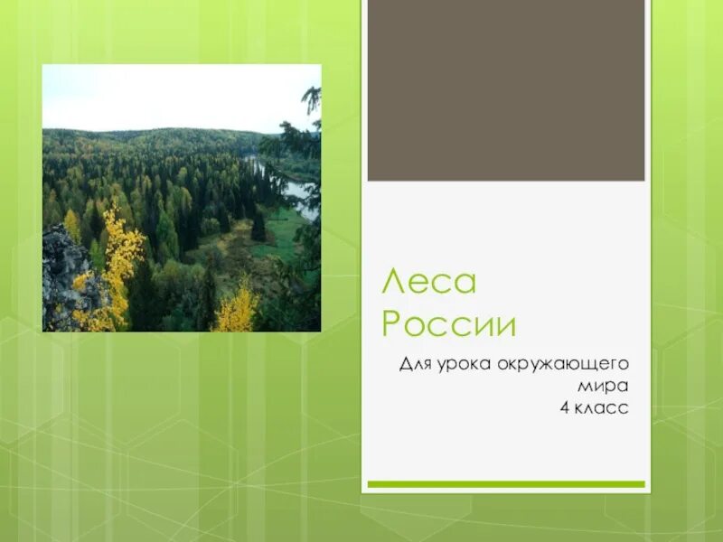 Леса России 4 класс. Леса России 4 класс окружающий мир. Среди лесов 4 класс. Леса России презентация 4 класс.