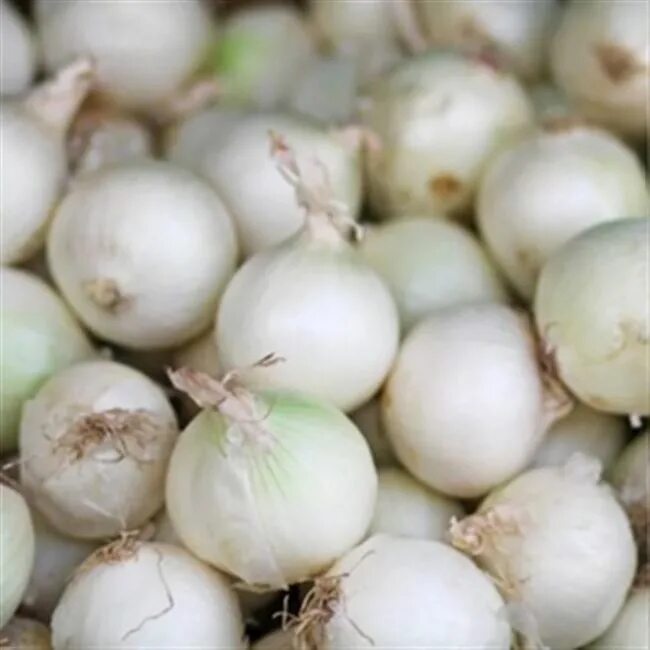 Альба белый лук. Лук-севок стардаст. Лук-севок сноуболл. Лук-севок стардаст. Лук белый орел.