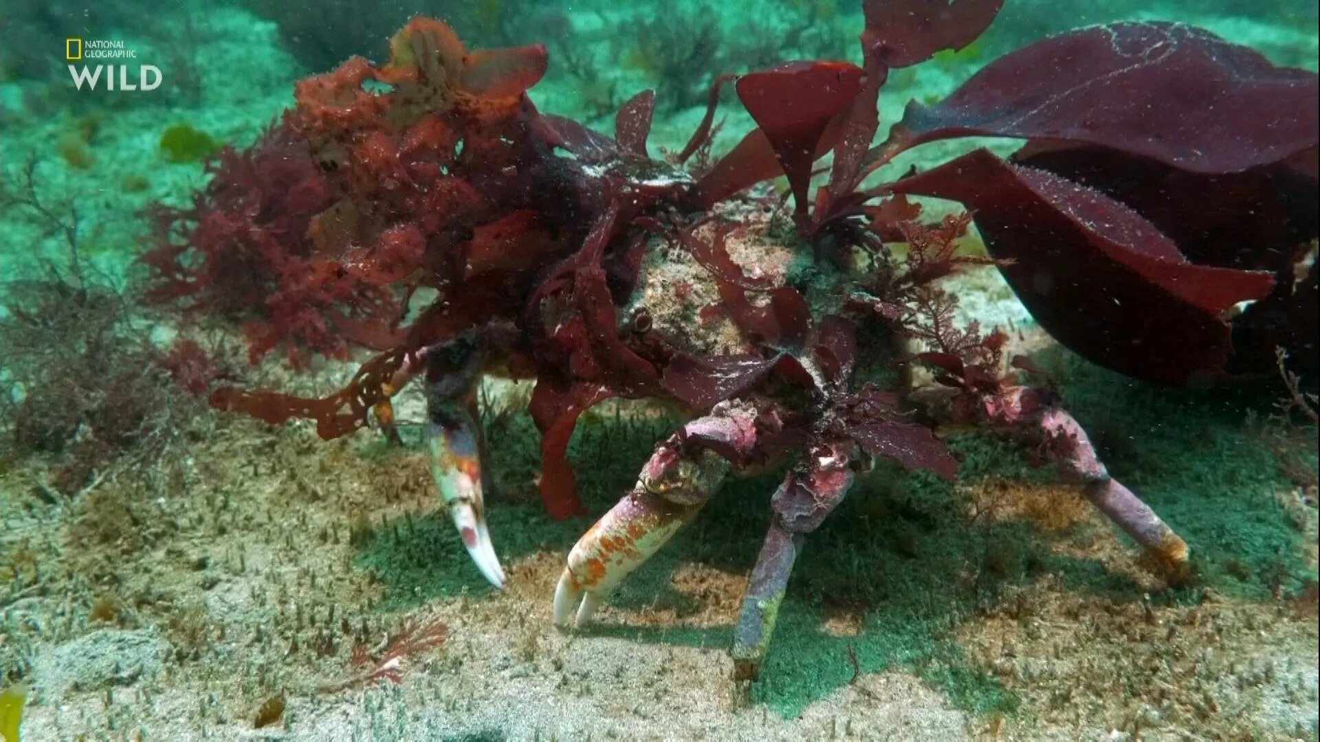 Чудо в океане отзывы. Чудо в океане. Чудеса океана охотник или жертва. Ocean 2019.