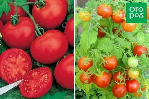Низкорослые сорта томатов гномов